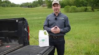 Buckhorn Plantain Weed Control [upl. by Ainiger]