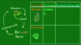 Teníase e cisticercose  Parasitologia  Biologia [upl. by Caine]