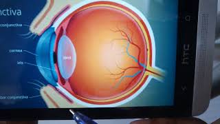 CONJUNCTIVA general structure quick review in easy way [upl. by Meela837]