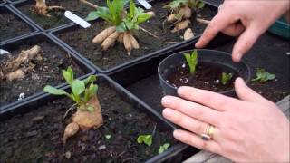 How to take dahlia cuttings [upl. by Lein]