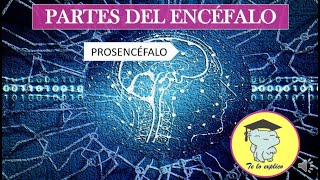 EL PROSENCÉFALO  LAS PARTES DEL ENCÉFALO [upl. by Filomena]