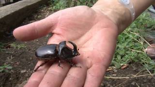 Rhinoceros beetle Oryctes Nasicornis [upl. by Nimsaj]