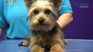 Grooming Guide  Yorkshire Terrier Puppy Trim  Pro Groomer [upl. by Ambie76]