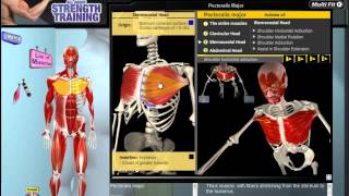 Pectoralis Major Muscle Motion Anatomy amp Kinesiology [upl. by Legnalos95]