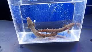 Polypterus Palmas Teugelsi Order TOKOPEDIA  BlessAquatic [upl. by Ainival]