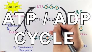 Mechanism of ATPADP Cycle [upl. by Riley508]