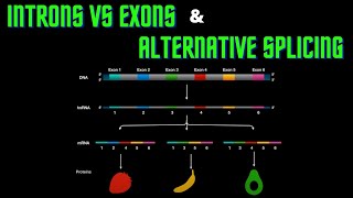 USMLE Step 1  Lesson 14  Introns vs Exons and Alternative splicing [upl. by Bradeord]