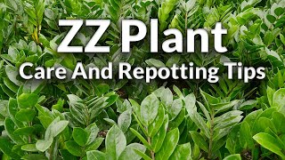 The Awesome ZZ Plant Care amp Repotting Tips  Joy Us Garden [upl. by Medwin75]