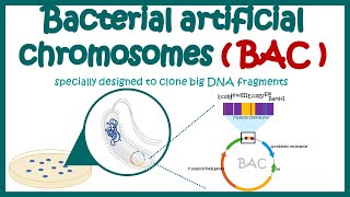 Bacterial artificial chromosome BAC  What is the purpose of using BAC and YAC vectors [upl. by Orferd178]