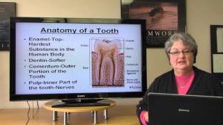 Basic Dental Terminology [upl. by Laforge]