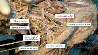 Posterior triangle of neck [upl. by Tegdig]