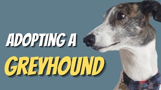 Adopting A Retired Racing Greyhound [upl. by Ginni805]