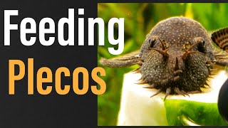 What to Feed Plecos Everything You NEED to Know [upl. by Mather505]