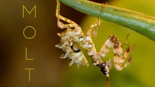 Praying mantis molting time lapse [upl. by Criswell]