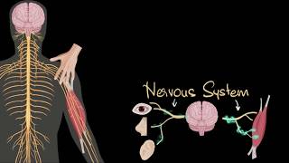 Nervous system central amp peripheral  Control amp Coordination  Biology  Khan Academy [upl. by Belldas]