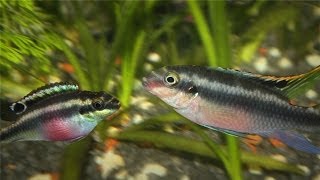 Kribensis Cichlid Pelvicachromis pulcher Breeding [upl. by Rrats470]