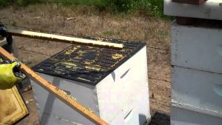 How Propolis is harvested Bee Propolis or Honeybee Propolis by beekeeper Tim Durham Sr WallsBeeMan [upl. by Mendive]