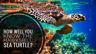 Hawksbill Sea Turtle  Description Characteristics and Facts [upl. by Hainahpez]