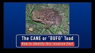 Cane Toads  How to Identify This Invasive Pest [upl. by Brink525]