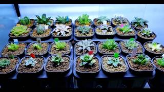 A Haworthia Collection 2018 [upl. by Lutim]