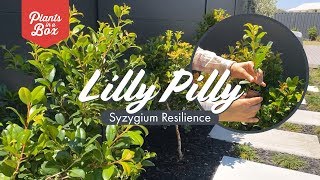 If I had to choose an easy evergreen hedge Id choose you quotSyzygium Resilience quot Lilly Pilly quot [upl. by Gnik]