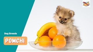 Pomchi A Pet Parents Guide To The Pomeranian Chihuahua Mix [upl. by Ordisi]