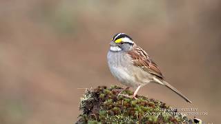 Whitethroated Sparrow Sings  4k [upl. by Martinic]