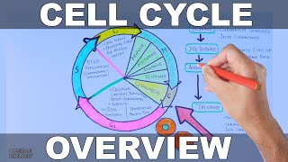 Cell Cycle  Overview [upl. by Seligmann]