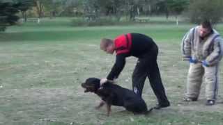 Rottweiler Attack Agitation Training [upl. by Adnarim757]