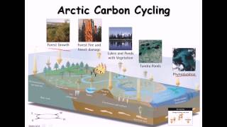 24 Carbon cycle nitrogen cycle [upl. by Pippa583]