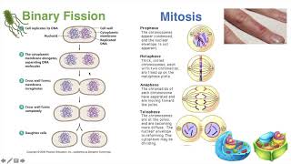 Binary Fission vs Mitosis [upl. by Sirhc921]