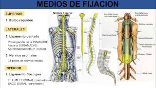 1 Médula Espinal  Morfología Externa [upl. by Recneps190]