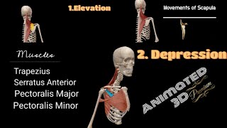 Scapula Movements with Muscles [upl. by Oiluj345]