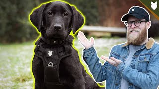 How To Get Your PUPPY TO STAY  STAY COMMAND [upl. by Enia]