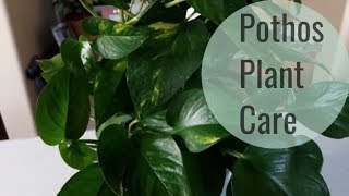 Pothos Plant care and How to Style [upl. by Ylram894]