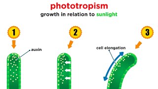 Mechanisms of Plant Growth [upl. by Ahaelam]