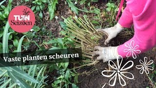 Vaste planten scheuren  Tuinseizoen [upl. by Egedan]