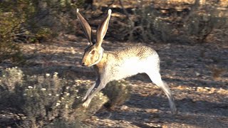 Jackrabbit Running In Slow Motion [upl. by Hemphill]