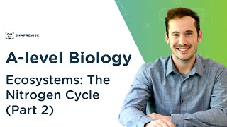 Ecosystems The Nitrogen Cycle  Alevel Biology  OCR AQA Edexcel [upl. by Cary]