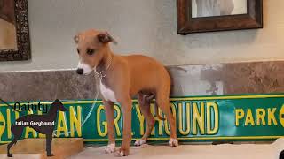 Italian Greyhound Puppy Training [upl. by Lorola]