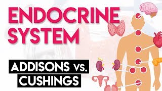 Addisons vs Cushings  Endocrine System Part 2 [upl. by Platas563]