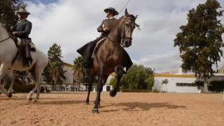 Cómo bailan los caballos andaluces [upl. by Yrellam]