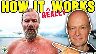 What Happens During Wim Hof Breathing [upl. by Lan185]