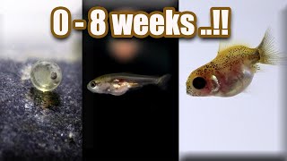 Ep 7 Baby GOLDFISH GROWTH  from eggs  8 weeks [upl. by Fleda51]