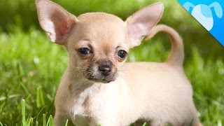 Chihuahua Facts [upl. by Diamond]