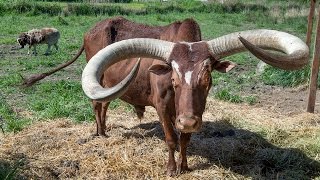 Giant Watusi like a big old dog [upl. by Nyladam]