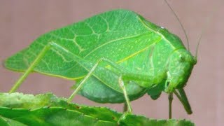 The Katydid Leaf Bug [upl. by Haukom783]