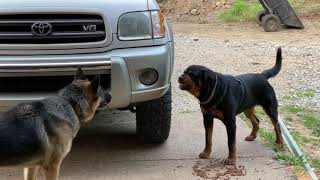 Aggressive one year old rottweiler challenges alpha German Shepherd [upl. by Bihas]