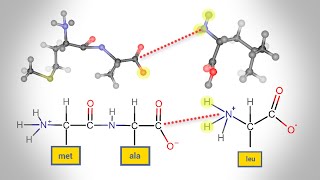 Peptide Bond Formation  Animation [upl. by Niltyak616]