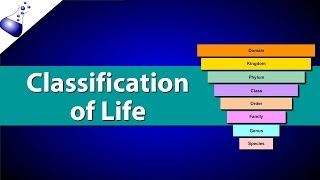 Classification of Life [upl. by Ashraf427]